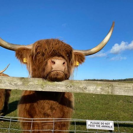 فيلا Glampods Glamping Pod - Meet Highland Cows And Sheep إلجين المظهر الخارجي الصورة