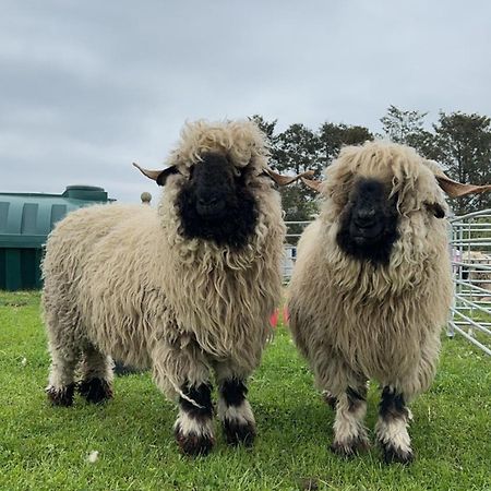 فيلا Glampods Glamping Pod - Meet Highland Cows And Sheep إلجين المظهر الخارجي الصورة