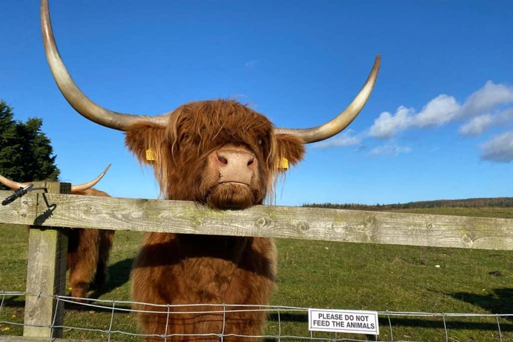 فيلا Glampods Glamping Pod - Meet Highland Cows And Sheep إلجين المظهر الخارجي الصورة