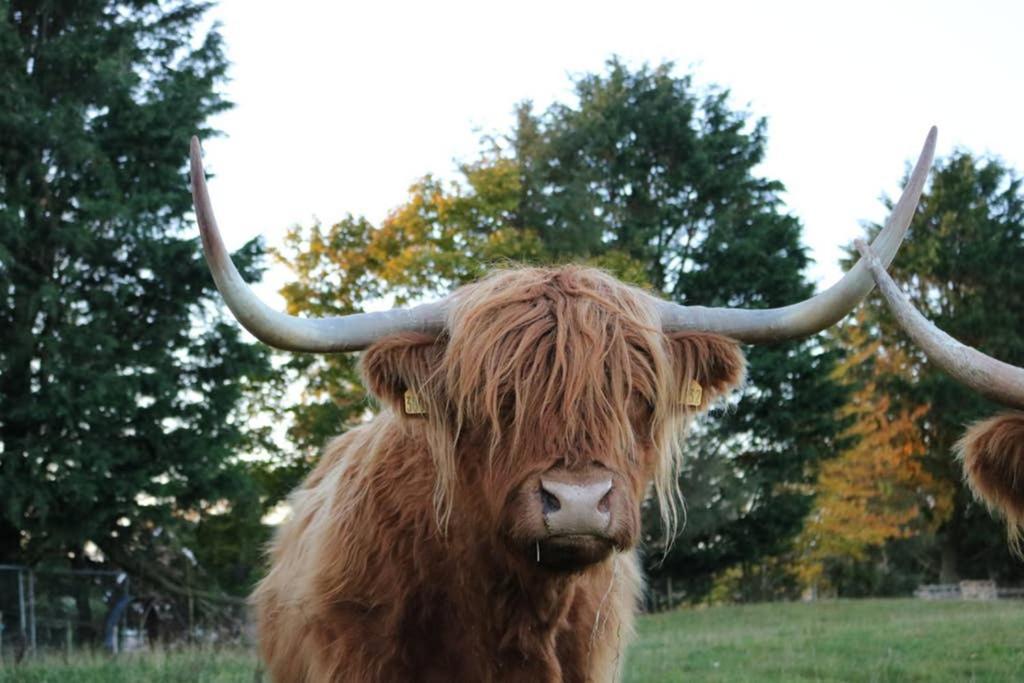 فيلا Glampods Glamping Pod - Meet Highland Cows And Sheep إلجين المظهر الخارجي الصورة