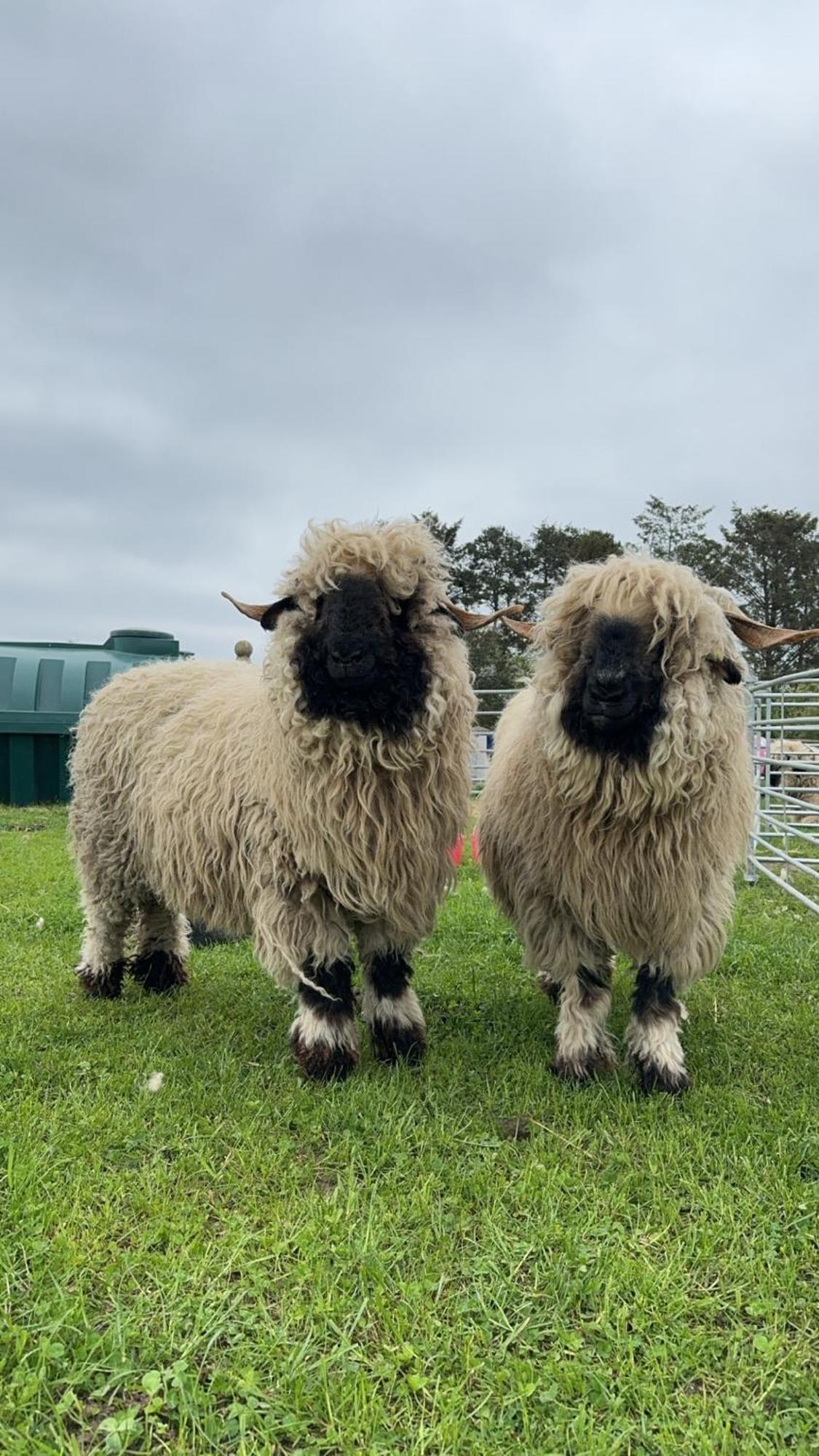 فيلا Glampods Glamping Pod - Meet Highland Cows And Sheep إلجين المظهر الخارجي الصورة